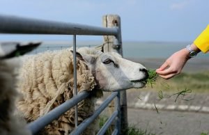 schapen voederen op Texel - Paasvakantie 2021
